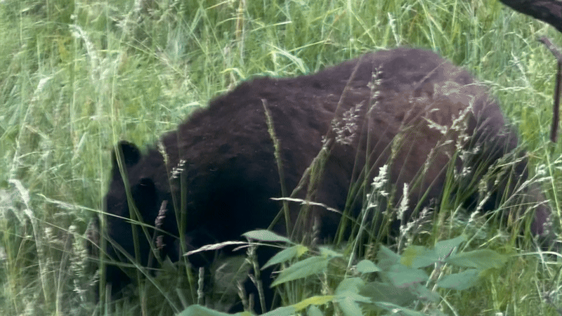 Black bear at Cades Cove, video point blank