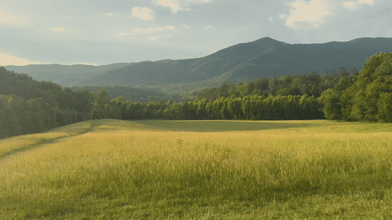Black bears in the distance