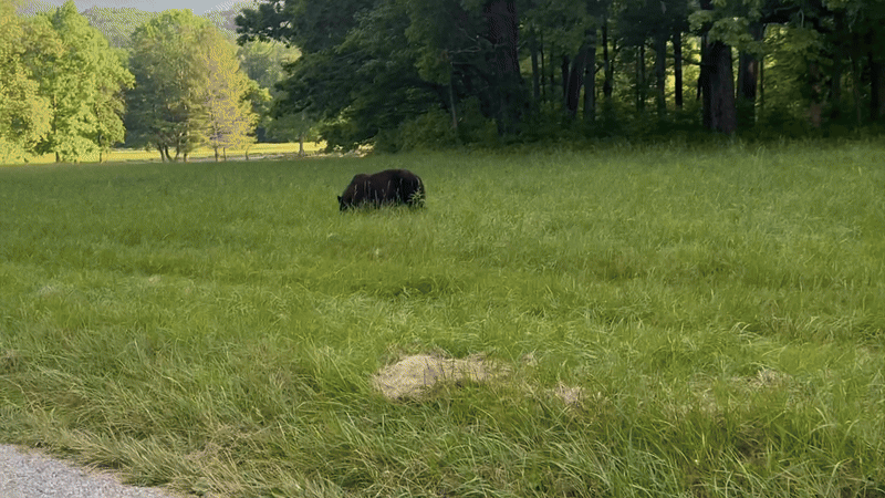 Passing a black bear along the Cades Cove loop