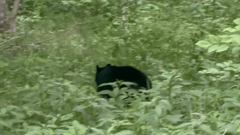 Black bear in the woods