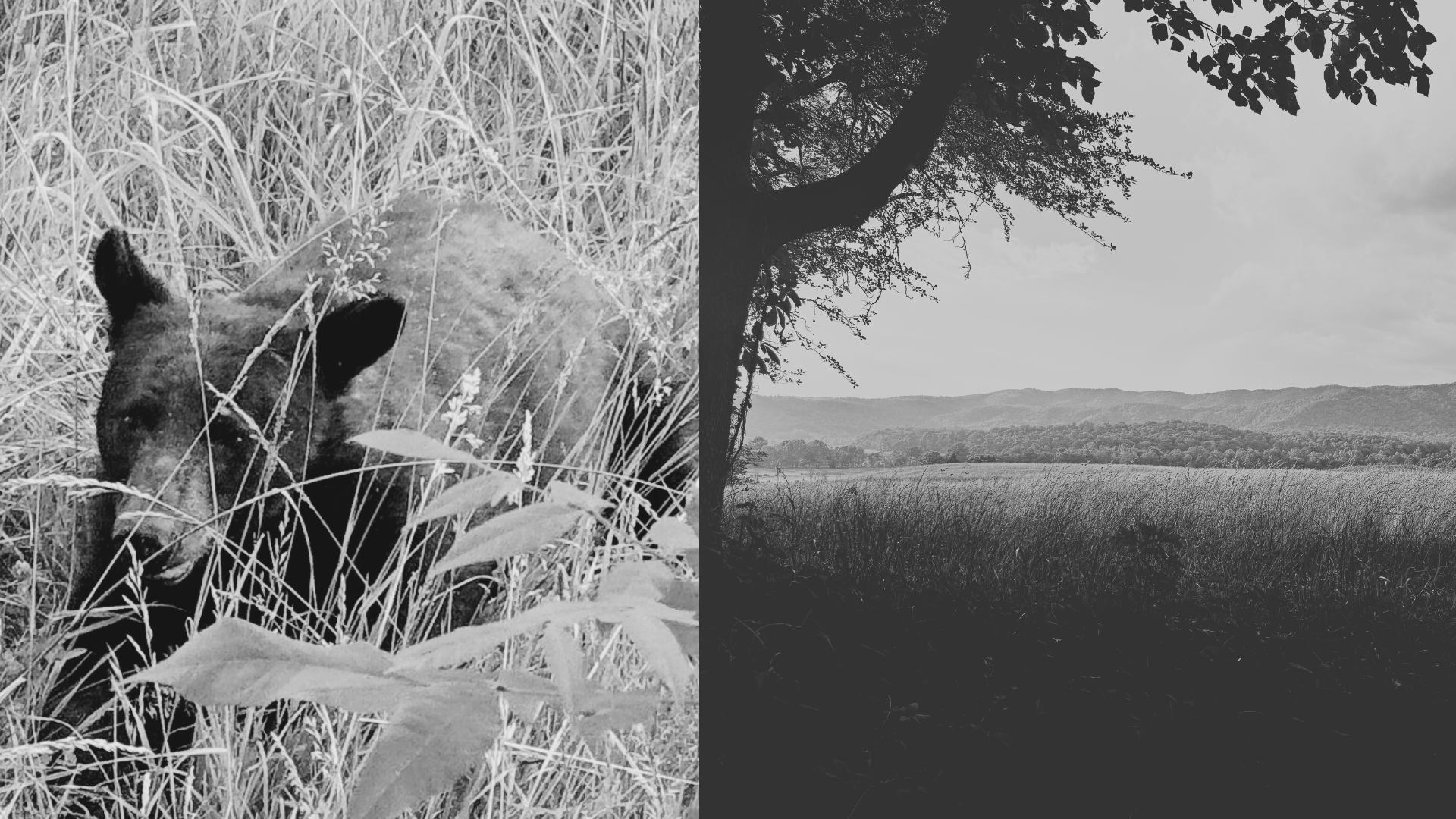 Black bears at Cades Cove, on naming and covenant in Genesis